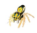 Hand drawn watercolor colorful illustration of black and yellow spider with hairy legs.