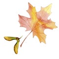 Hand drawn watercolor colorful maple fall leaf and winged seeds maple tree isolated on white background.