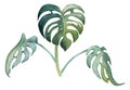 Hand drawn watercolor composition. Exotic tropical plant, big green mostera leaves on stalks Isolated on white