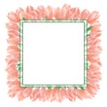 Hand drawn watercolor cream tulips bouquet frame on white background. Can be used for Scrapbook, post card, boarder, invitation,