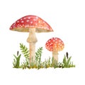 Hand drawn watercolor dangerous scary poisonous mushrooms red Amanita muscaria. Wild fungus fungi from summer forest