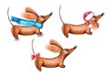 Hand drawn watercolor decorative funny dachshunds set