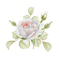 Hand drawn watercolor delicate white rose bouquet
