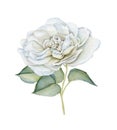 Hand drawn watercolor delicate white rose