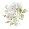 Hand drawn watercolor delicate white roses bouquet Royalty Free Stock Photo