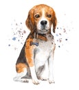 Watercolor dog illustration. Portrait beagle in a collar with a bone pendant.