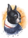 Hand drawn watercolor dog illustration. Boston-terrier in sweater portrait Royalty Free Stock Photo