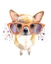 Hand drawn watercolor dog illustration. Portrait chihuahua in the glasses.