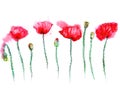 Hand drawn watercolor doodle poppy flowers, design elements