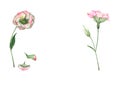 A hand drawn watercolor eustoma flower on the stem with fallen petals isolated on white background with copy space.