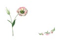 A hand drawn watercolor eustoma flower on the stem with a bud and two fallen petals isolated on white with copy space.