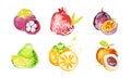 Hand Drawn Watercolor Exotic Fruit Painting Isolated on White Background Vector Set Royalty Free Stock Photo