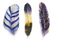 Hand drawn watercolor feather set. Boho style Royalty Free Stock Photo