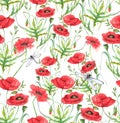 Hand-drawn watercolor floral seamless pattern. Summer meadow flowers - poppy on the white background Royalty Free Stock Photo