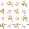 Watercolor floral tropical seamless pattern with green monstera leaves and pink plumeria flowers on white Royalty Free Stock Photo