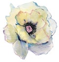 Hand drawn watercolor flower painting sketch. beautiful watercolor poppy on white background.