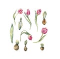 Hand drawn watercolor flowers tulips set with germinated tulip bulbs.