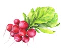 Hand drawn watercolor food illustration with fresh radish