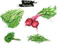 Hand-drawn watercolor food illustrations. Isolated drawings of the fresh vegetables - lettuce, red beet, parsley and arugula