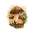 Hand drawn watercolor forest mushroom, edible poisonous fungi in wood woodland. Autumn fall nature design, toadstool Royalty Free Stock Photo