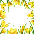 Hand drawn watercolor frame border with yellow crocus saffron flowers and leaves elements 3030