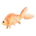 Hand drawn watercolor goldfish illustration isolated on white background. Carp fish pet clipart for greeting cards, logo