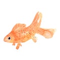 Hand drawn watercolor goldfish illustration isolated on white background. Carp fish pet clipart for greeting cards, logo