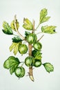 Hand drawn watercolor gooseberry with green leaves isolated on white background. Food illustration.