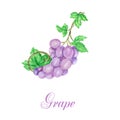 Hand drawn watercolor grapes bunch composition, delicious green and blue purple fruits isolated on white background Royalty Free Stock Photo