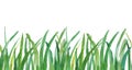 Hand drawn watercolor grass isolated on white background. Seamless pattern.