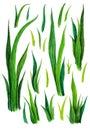 Hand drawn watercolor grass set isolated on white background. Sketch green-fodder. Green grass pattern. Abstract herb