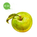 Hand drawn watercolor green apple. Isolated on white background fruit illustration. Royalty Free Stock Photo