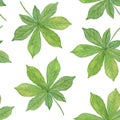 Hand drawn watercolor green autumn chestnut leaves, seamless pattern on the white background, seasonal watercolor illustration Royalty Free Stock Photo