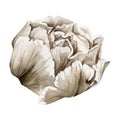 Hand drawn watercolor grisaille monochrome peony, tulip, ranunculus flowers. Single element isolated on white background