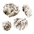 Hand drawn watercolor grisaille monochrome peony, tulip, ranunculus flowers. Single element isolated on white background Royalty Free Stock Photo