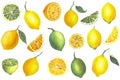 Hand drawn watercolor half, whole and slice of lemons and limes