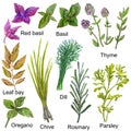Hand drawn watercolor herbs for cooking. Parsley, oregano, thyme, Bay leaf, dill and Basil on white background. Royalty Free Stock Photo