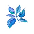 Hand drawn watercolor illustration of abstract blue branch on white background.