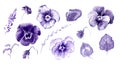 Hand drawn watercolor illustration African Violet Flowers Royalty Free Stock Photo