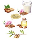 Hand-drawn watercolor illustration of the almond. Food drawing isolated on the white background