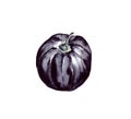 Hand-drawn watercolor illustration. Attributes and accessories for celebrating Halloween. Black pumpkin. Isolated on a white Royalty Free Stock Photo