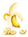 Hand drawn watercolor illustration of banana