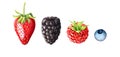 Watercolor illustration of berries. Strawberry, blackberry, raspberry, blueberry isolated on white background. Royalty Free Stock Photo