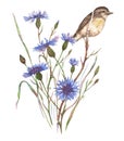 Hand-drawn watercolor illustration of the blue cornflower blossom and the little field bird Royalty Free Stock Photo