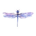 Hand drawn watercolor illustration of blue dragonfly isolated on white background. Royalty Free Stock Photo