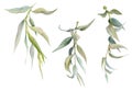 Hand drawn watercolor illustration botanical leaves. Osier ash oak acacia blackwood willow lancet eucalyptus laurel