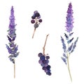 Hand drawn watercolor illustration botanical. Salvia catmint lavender bugleweed caspia elderberry dogwood buckthorn