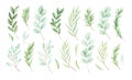 Hand drawn watercolor illustration. Botanical, vector, spring elements eucalyptus, fir-tree branches, leaves. Greenery. Floral