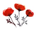 Hand drawn watercolor illustration. Bright red field poppies delicate transparent petals on a thin dark stem. Simple easy drawing Royalty Free Stock Photo