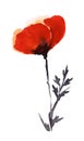 Hand drawn watercolor illustration. Bright red poppy flower with delicate transparent petals on a thin black stem. Simple easy